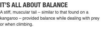 IT’S ALL ABOUT BALANCE A stiff, muscular tail – similar to that found on a kangaroo – provided balance while dealing with prey or when climbing.