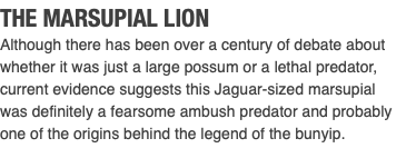 THE MARSUPIAL LION Although there has been over a century of debate about whether it was just a large possum or a lethal predator, current evidence suggests this Jaguar-sized marsupial was definitely a fearsome ambush predator and probably one of the origins behind the legend of the bunyip. 